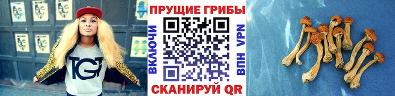 Галлюциногенные грибы Psilocybe  Купить закладки  Великий Устюг 